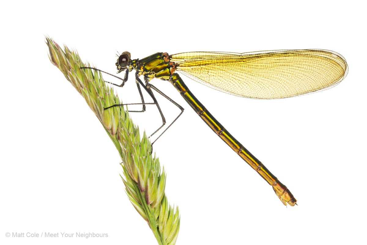 Banded Demoiselle female